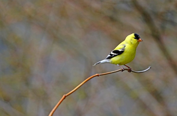 Perching On A Vine by Deb Oppermann